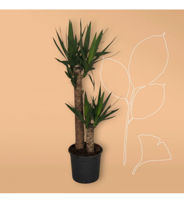 2Lİ Yucca Küçük